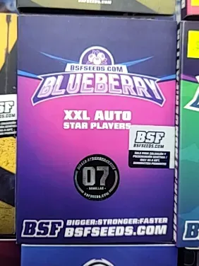 BSF  BLUEBERRY XXL AUTO 07